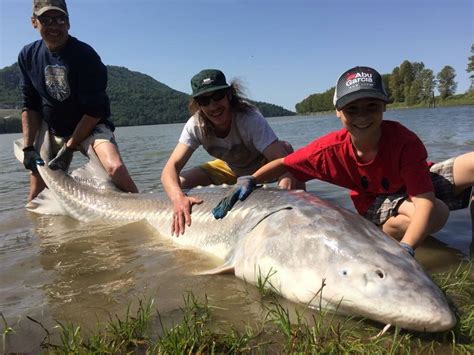 giant frazer|giant sturgeon caught.